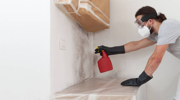 Professional Black Mold Remediation technician working in Highspire, PA