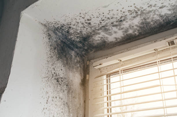 Affordable Black Mold Remediation solutions in Highspire, PA